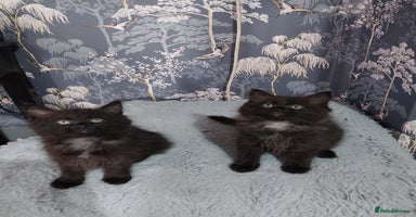 Ragdoll cats - Advert 10