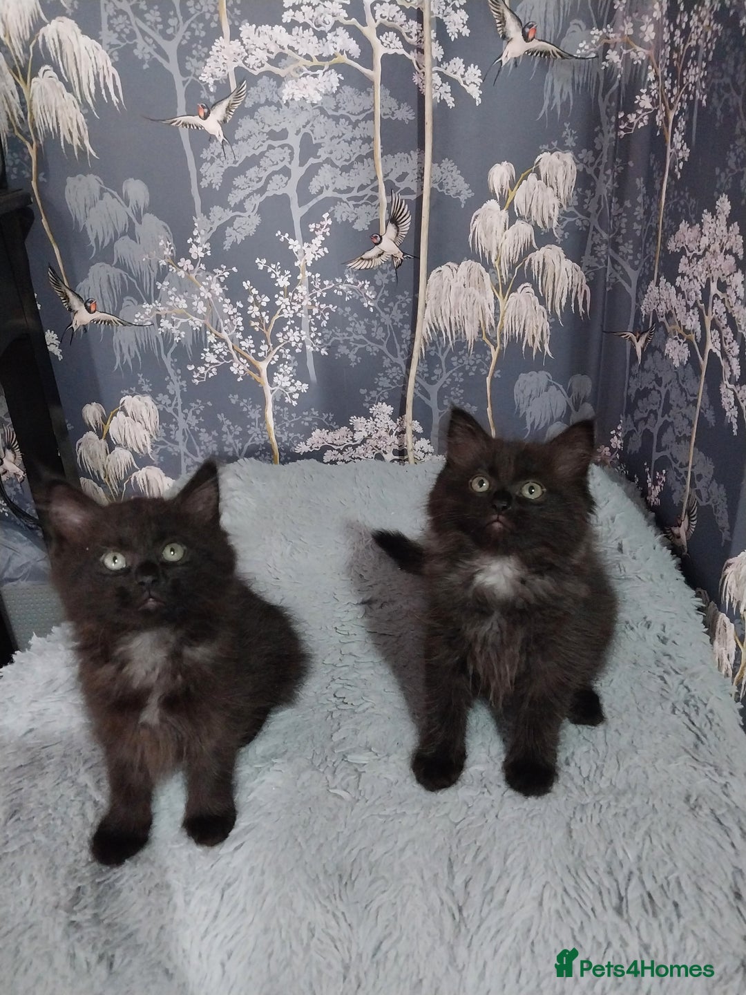 Ragdoll cats for sale: Ragdoll X Maine Coon  - Image 2