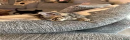 Mixed Breed cats for sale: 10 weeks old kittens 2 tabby 1 black  - Advert 9