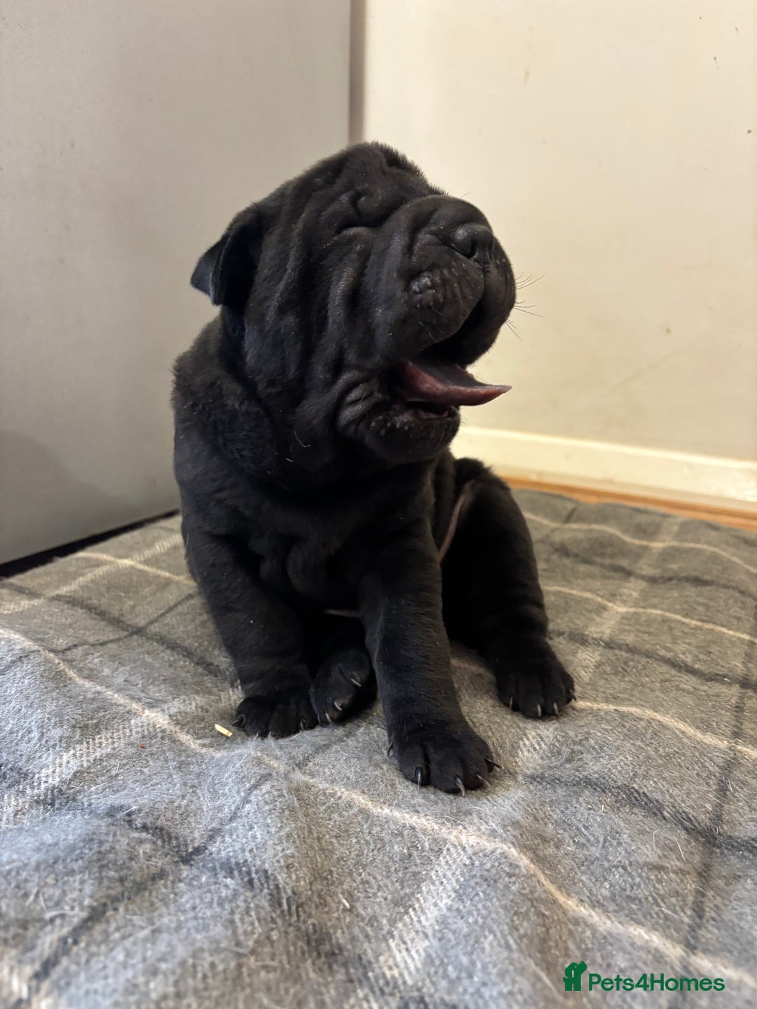 Shar Pei dogs for sale: Healthy Shar Pei puppies - Advert 10