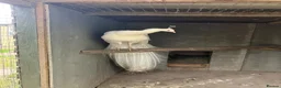 Peafowl poultry for sale: Peacocks/hen - Advert 5