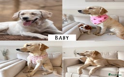 Goldador dogs for sale: A Special Litter of Goldador Puppies - Image 21