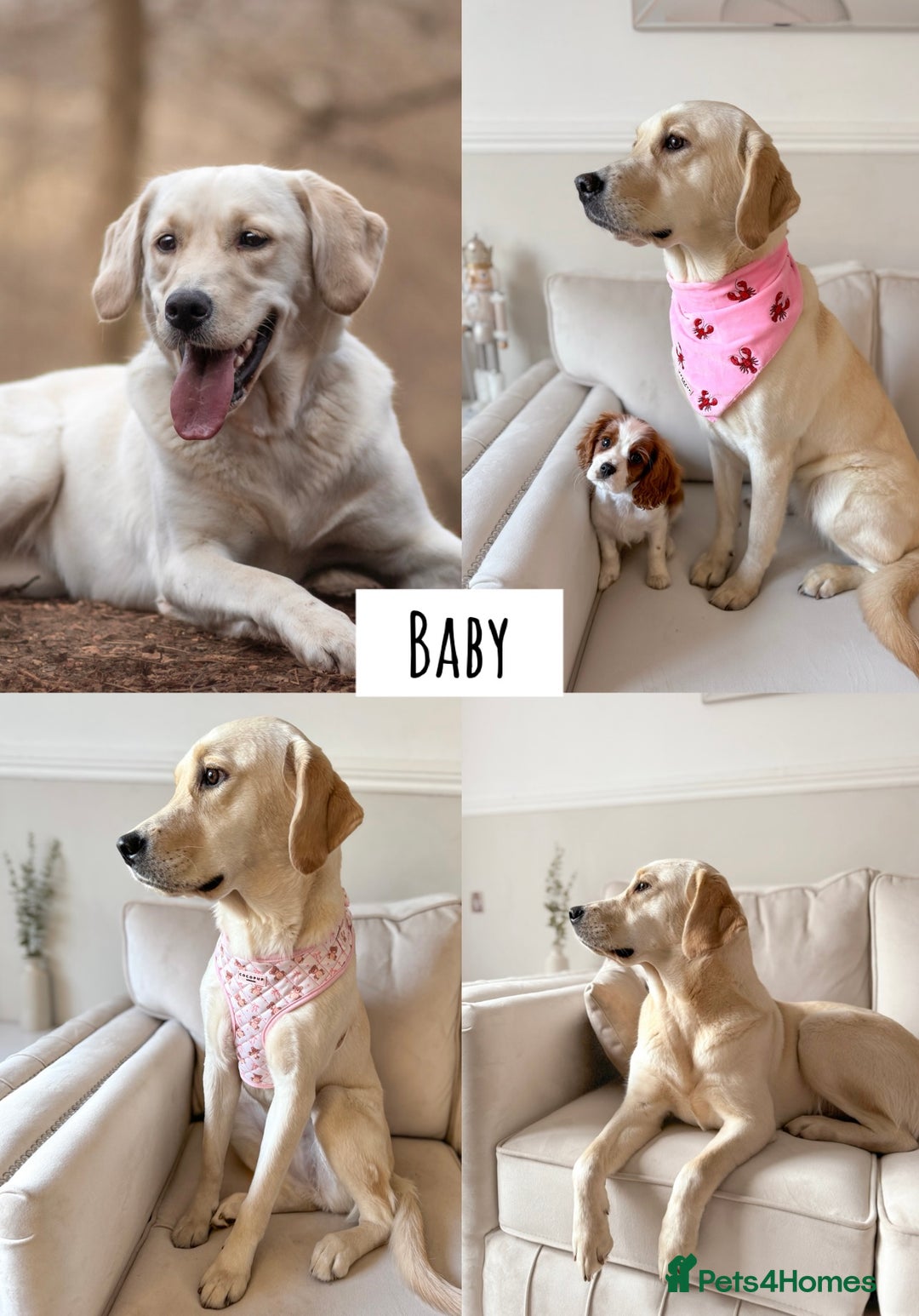 Goldador dogs for sale: A Special Litter of Goldador Puppies - Image 21