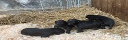 Deerhound dogs for sale: Deerhound puppies  - Advert 6