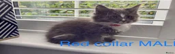 Maine Coon cats for sale: Bundles of fluff,  Maine Coon kittens  - Advert 22