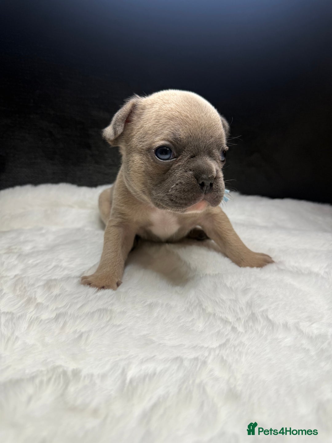 French Bulldog dogs for sale: French Bulldog puppies - Advert 22