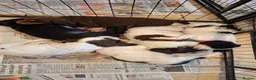 Sprocker dogs for sale: Sprocker puppies for sale  in Thornhill - Advert 18