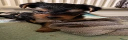 Yorkshire Terrier dogs for sale: Adorable yorkshire terrier puppies in Boston - Advert 5