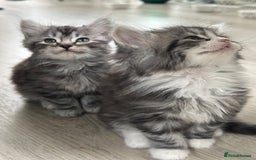 Scottish Fold cats for sale: Gorgeous fluffy Scottish Fold x DSH kittens - Image 34