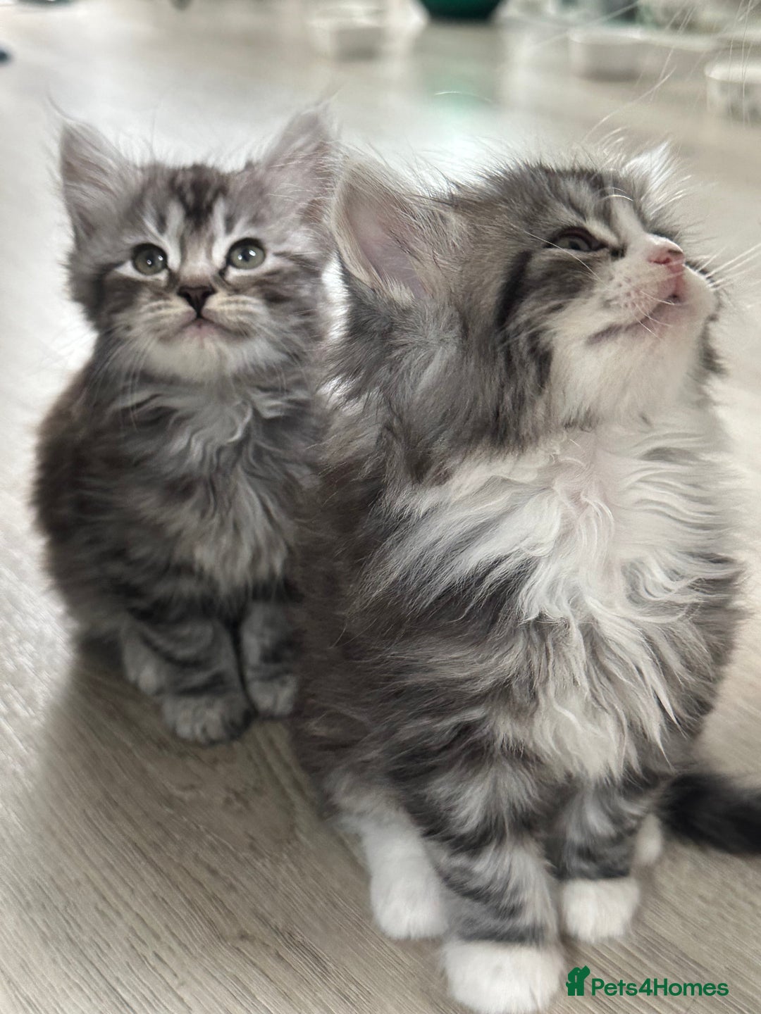Scottish Fold cats for sale: Gorgeous fluffy Scottish Fold x DSH kittens - Image 34