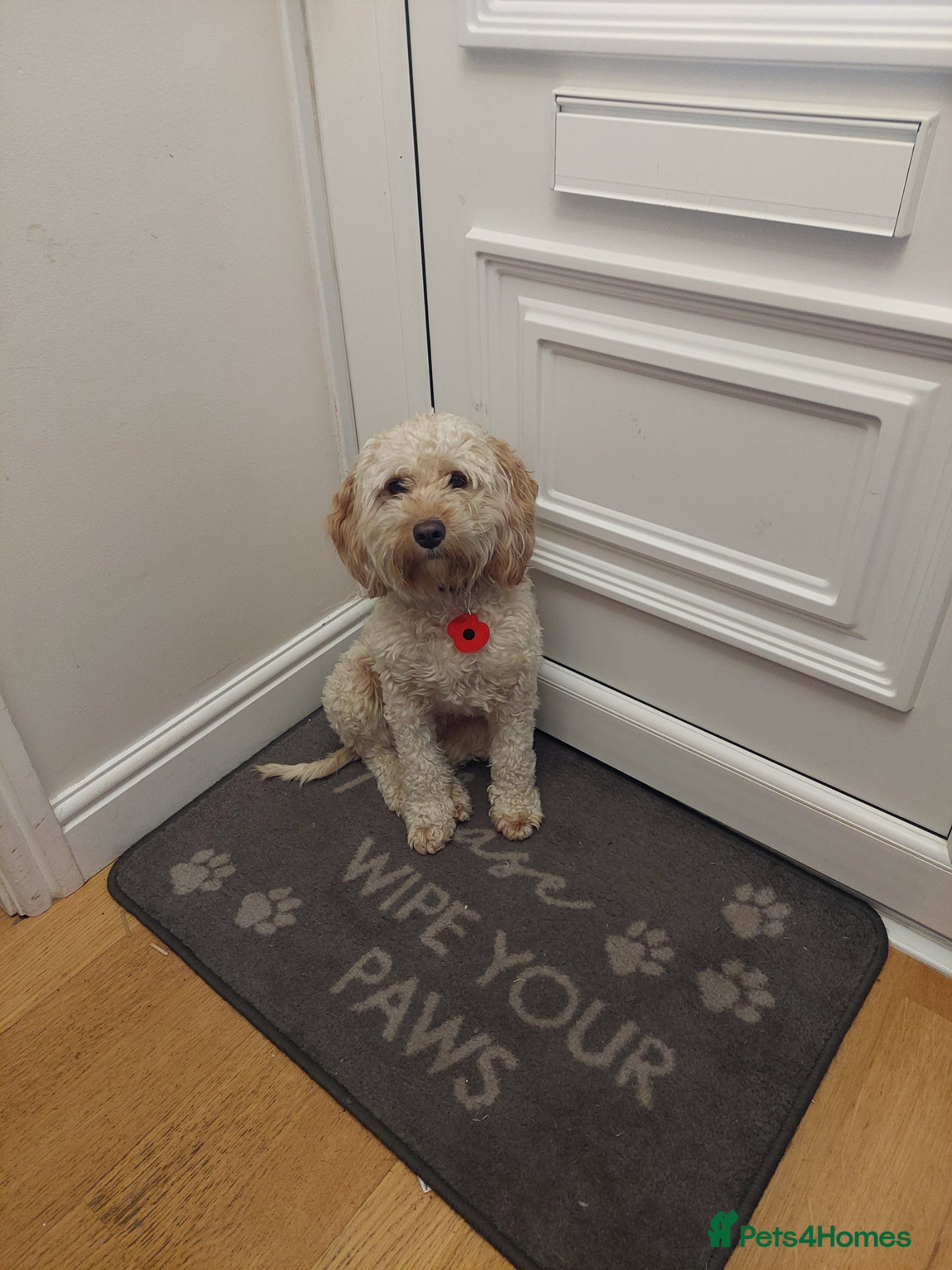 Cockapoo dogs Winnie, 3 year old cockerpoo - Advert 2