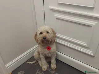 Cockapoo dogs Winnie, 3 year old cockerpoo - Advert 2