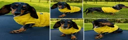 Miniature Dachshund dogs for adoption: 🐾 LARA – Female Miniature Dachshund 🐾 - Advert 3