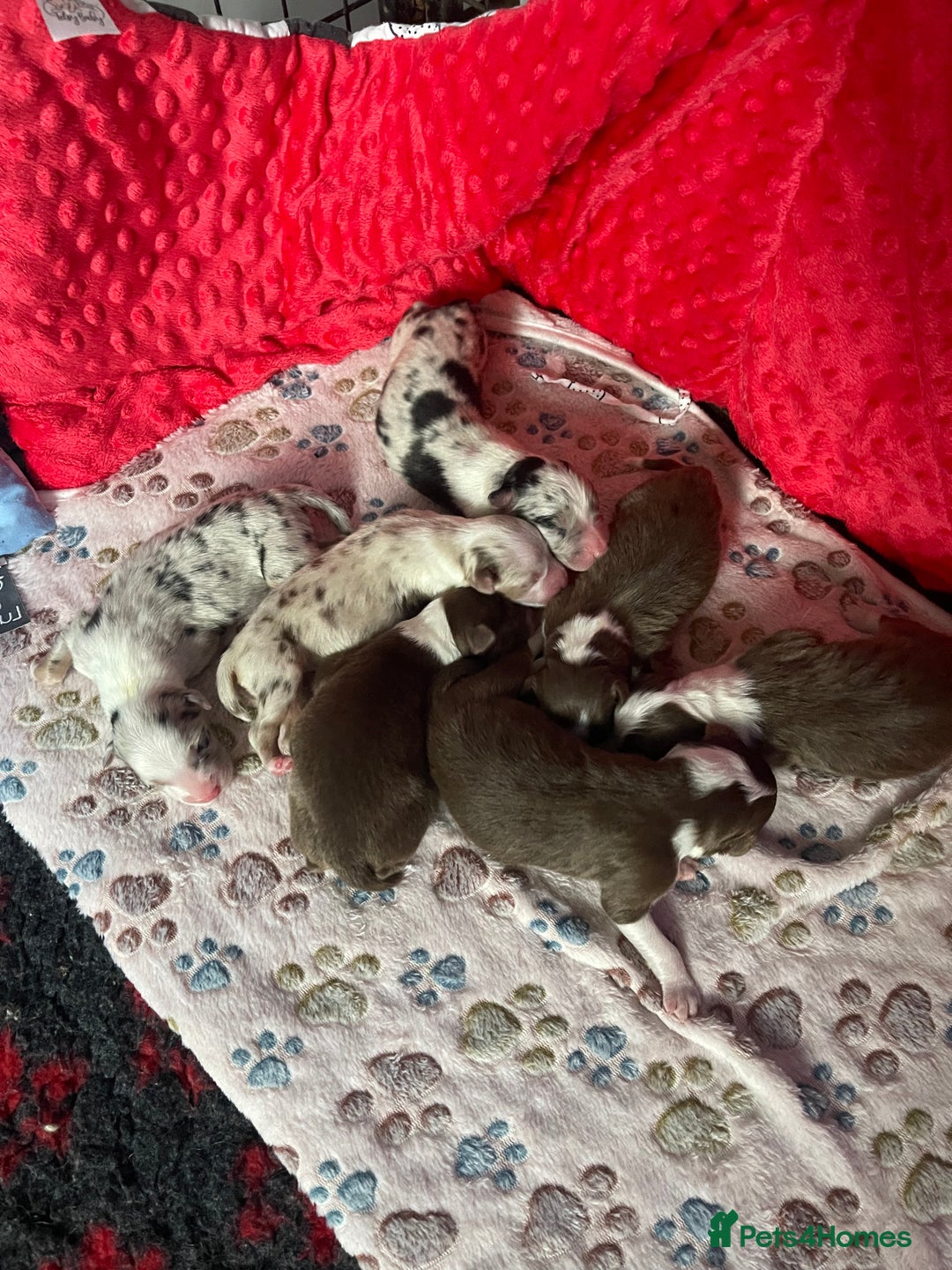 Australian Shepherd dogs for sale: Beautiful Australian Shepherd KC registration🥰 - Image 1