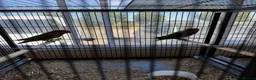 Lovebirds birds for sale: Bonded pair of peach face lovebirds in Leighton Buzzard - Advert 3