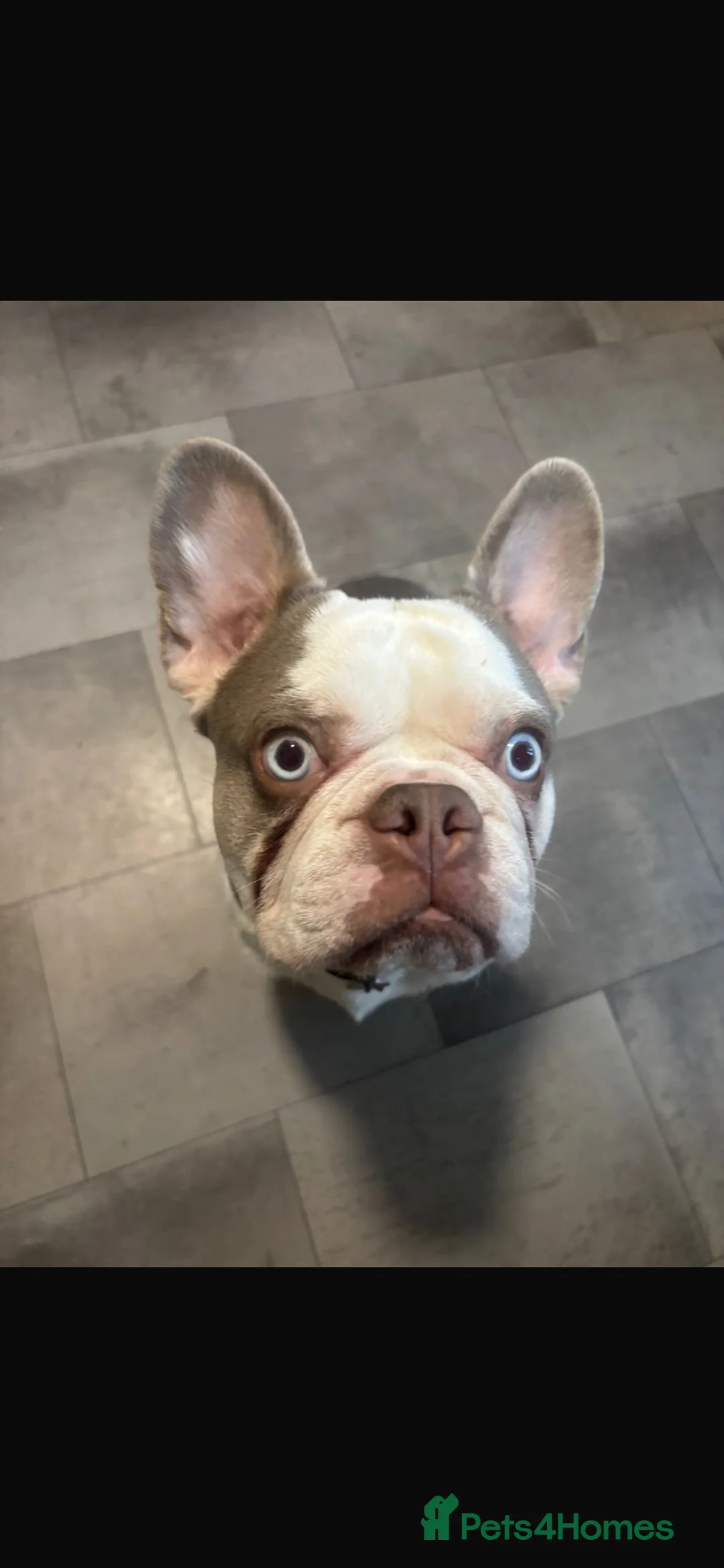French Bulldog dogs for sale: 18 month old French Bulldog  in Southend-on-Sea - Advert 1