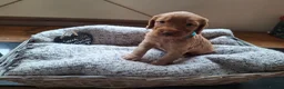 Cockapoo dogs for sale: F1b Cockapoo puppies - Advert 32