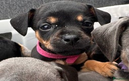 Mixed Breed dogs for sale: ONE LEFT REDUCED French wieners-Frenchie/dashhound - Image 15