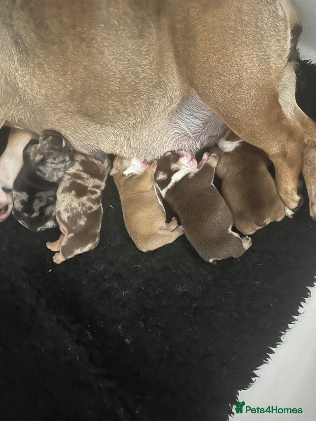 English Bulldog dogs for sale: READY TO LEAVE STUNNING ENGLISH BULLDOGS  - Image 15