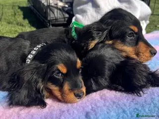 Cocker Spaniel dogs Show type Cocker spaniel puppies - Advert 2