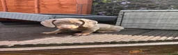 Dachshund dogs for sale: Dachshund puppies AVAILABLE SUNDAY  - Advert 1
