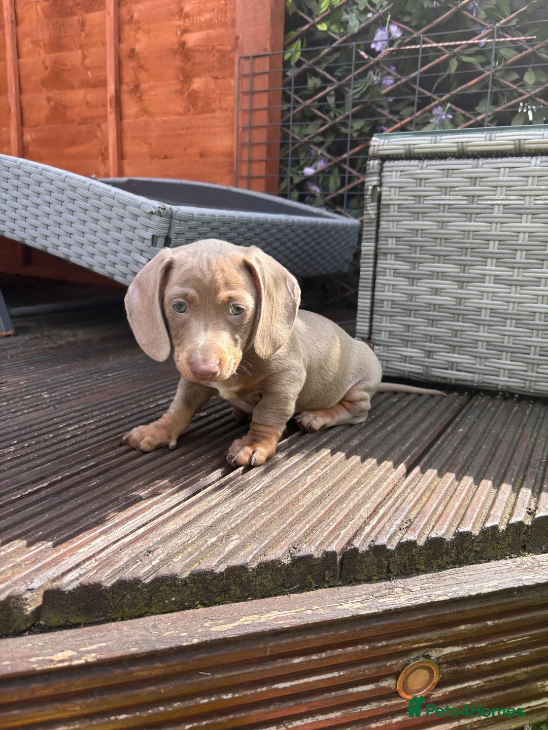 Dachshund dogs for sale: Dachshund puppies AVAILABLE SUNDAY  - Advert 1