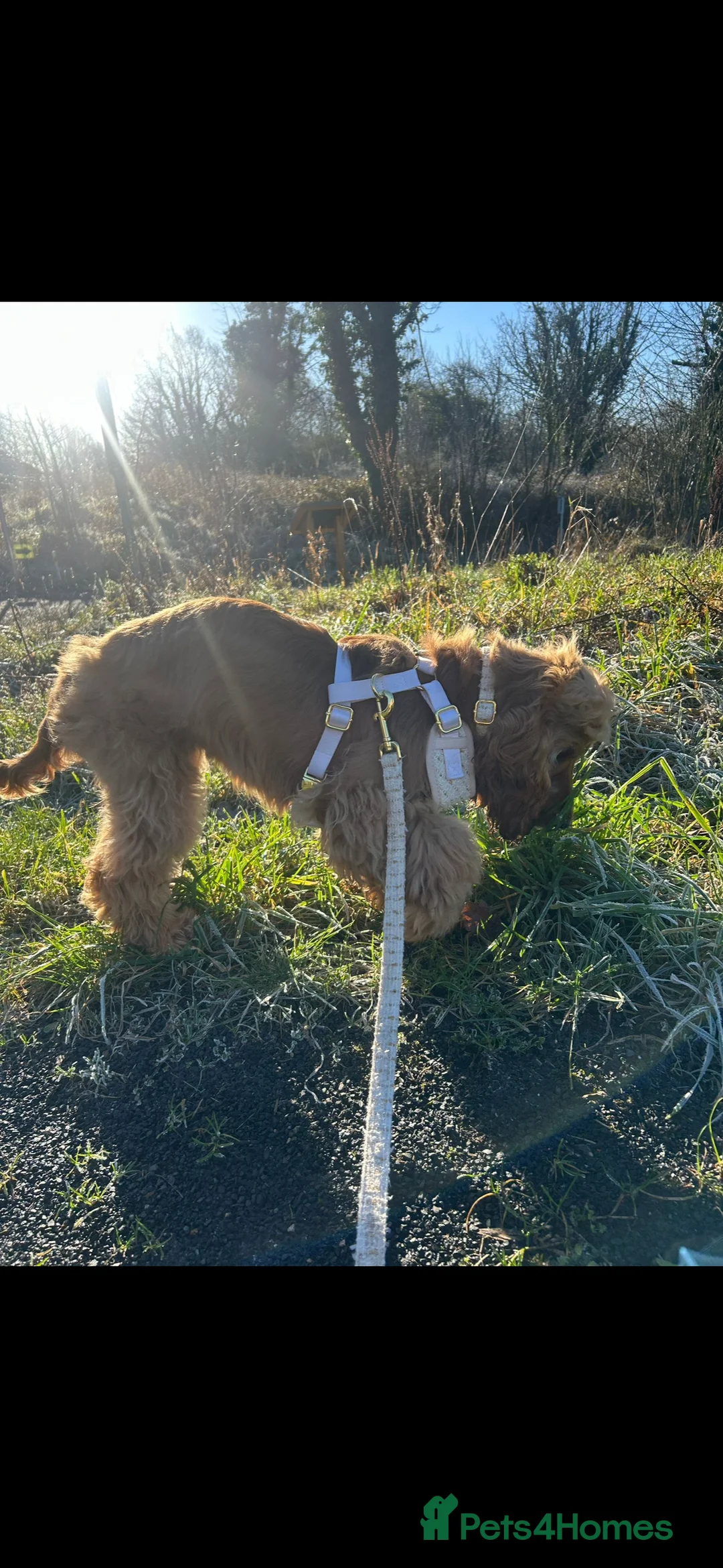 Cocker Spaniel dogs for sale: Beautiful show cocker spaniel - Advert 5