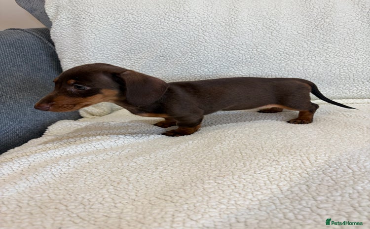 Miniature Dachshund dogs - Advert 13