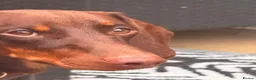 Dachshund dogs for stud: Orpheus  - Advert 5