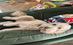 Cockapoo dogs for sale: Loving 5y/o Male Cockapoo - Image 3