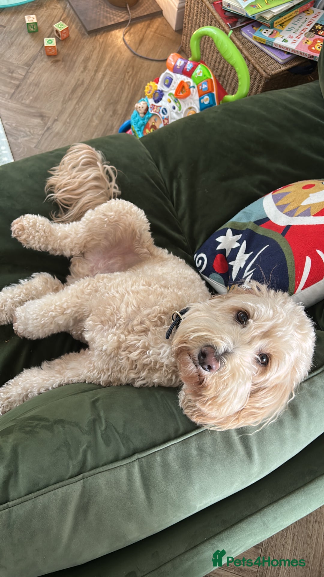 Cockapoo dogs for sale: Loving 5y/o Male Cockapoo - Image 3