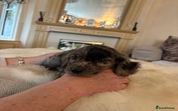 Cocker Spaniel dogs for sale: Beautiful Cocker Spaniel Puppies  - Image 8