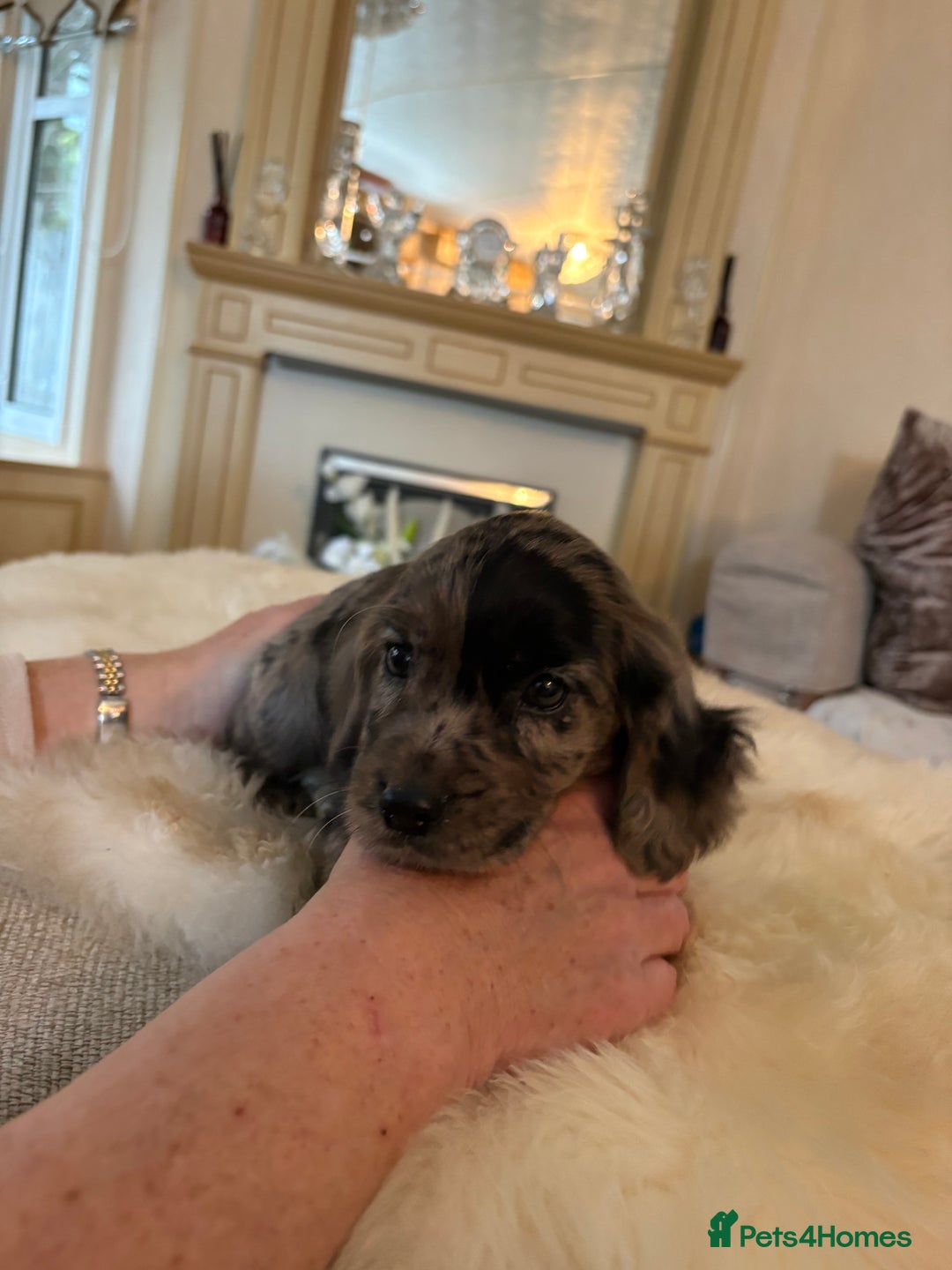 Cocker Spaniel dogs for sale: Beautiful Cocker Spaniel Puppies  - Image 8