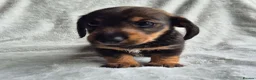 Miniature Dachshund dogs for sale: First generation Silky Wire Haired Mini Dachshund  - Advert 6