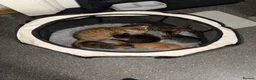 Bengal cats for sale: Bengal Kittens - Advert 6