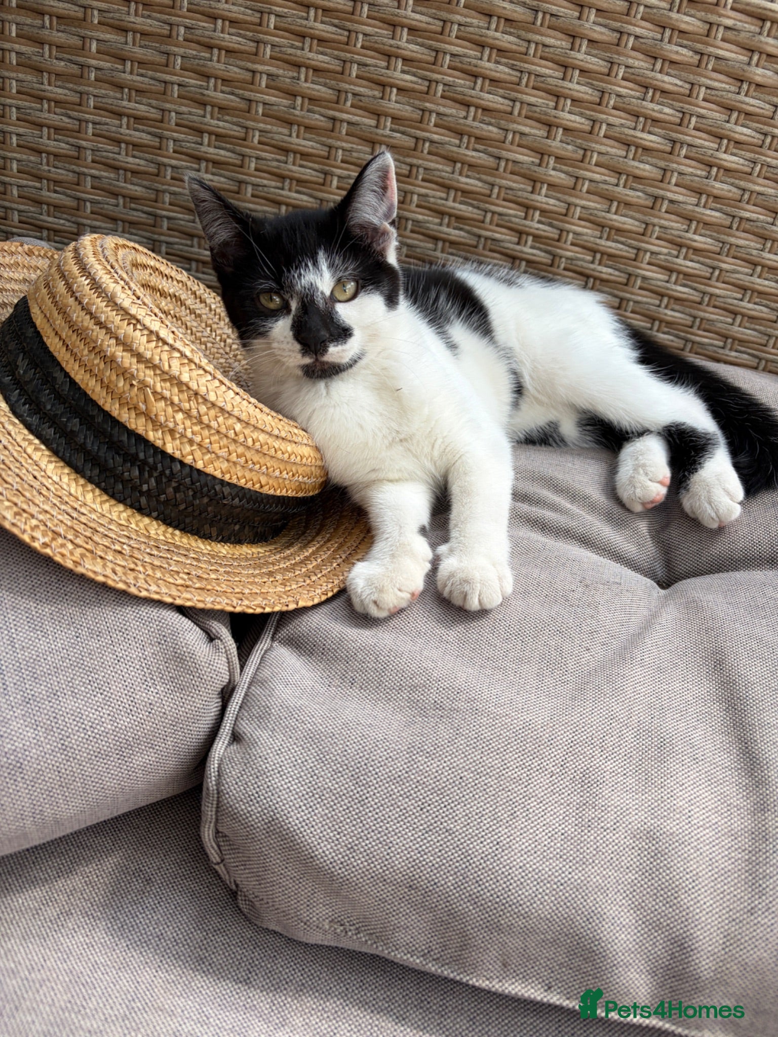 Mixed Breed cats Beautiful playful kittens looking for loving homes - Advert 14