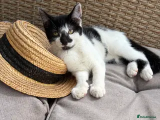 Mixed Breed cats Beautiful playful kittens looking for loving homes - Advert 4