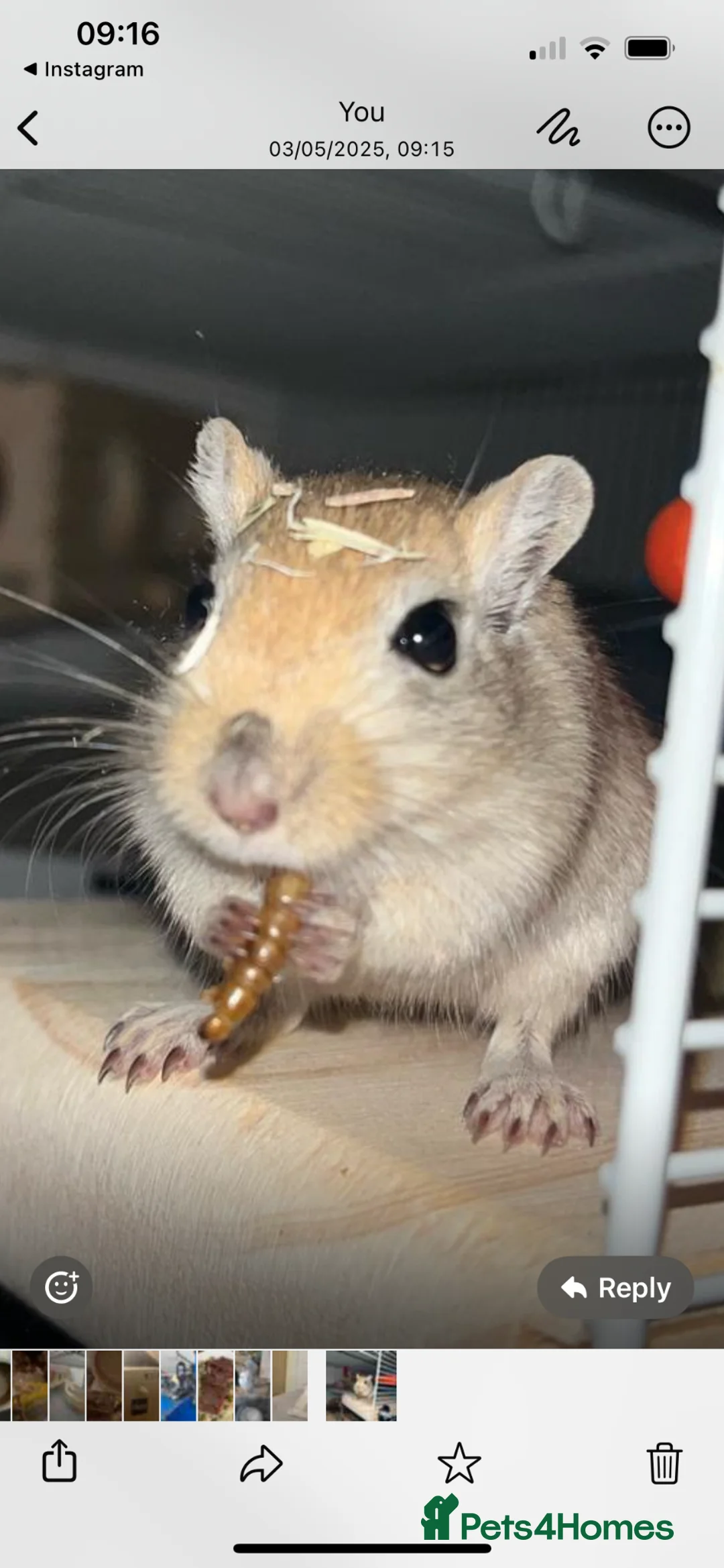 Gerbil rodents for sale: Gerbils + Cage in Ashford - Advert 2