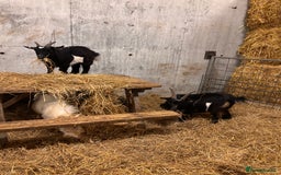 Goats livestock for sale: 2 x Male Pygmy Goats  - Image 9