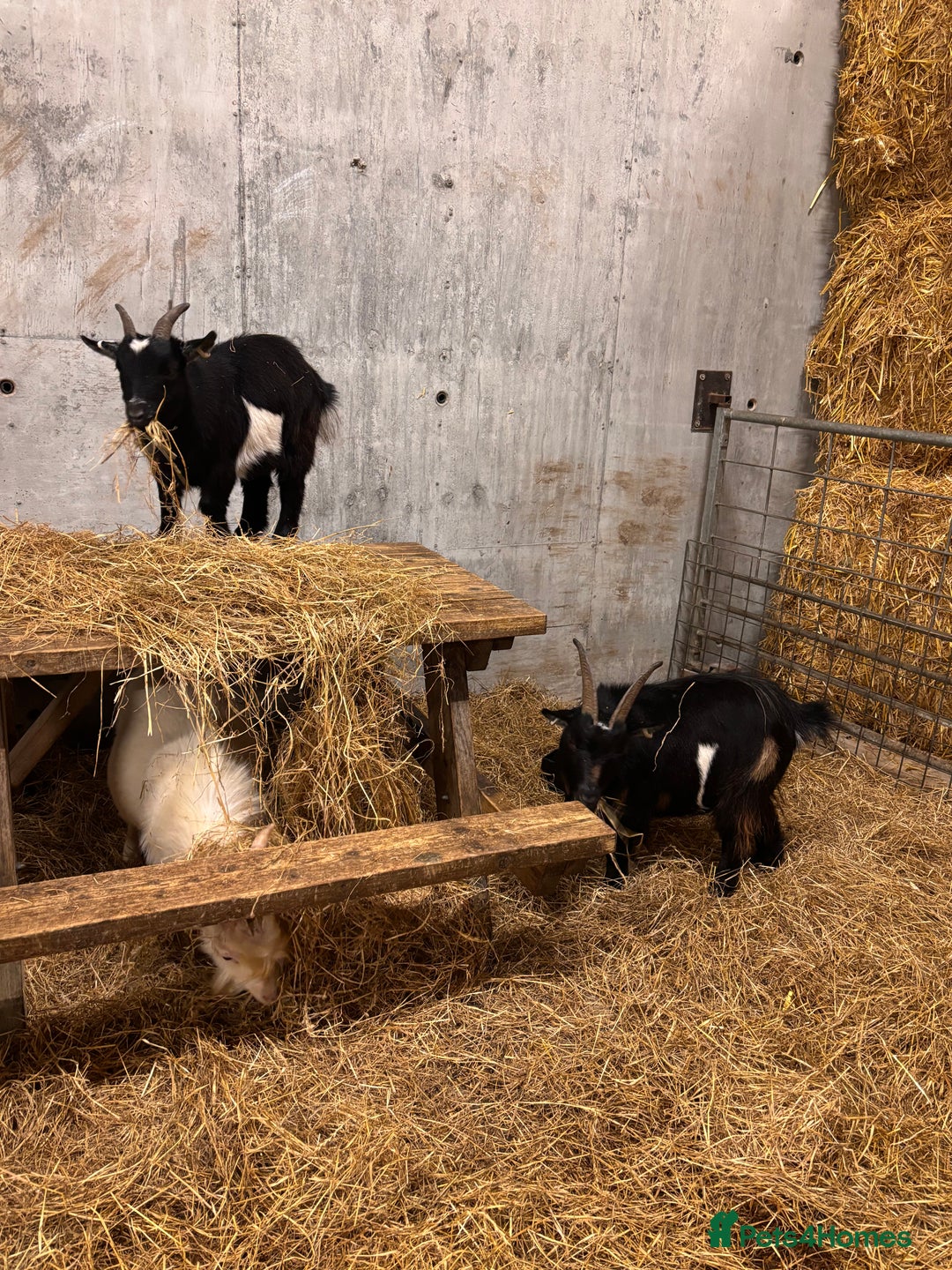 Goats livestock for sale: 2 x Male Pygmy Goats  - Image 9