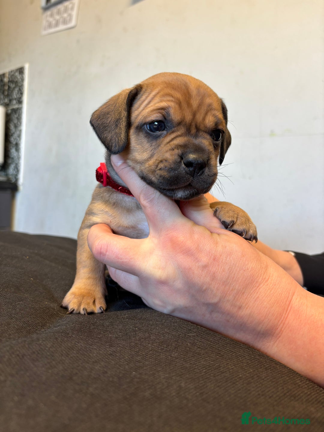 Mixed Breed dogs for sale: Dachshund cross Frenchbull dog (frenchbullwiner)p - Image 4
