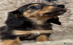 Miniature Dachshund dogs for sale: Miniature dachshund - Image 12