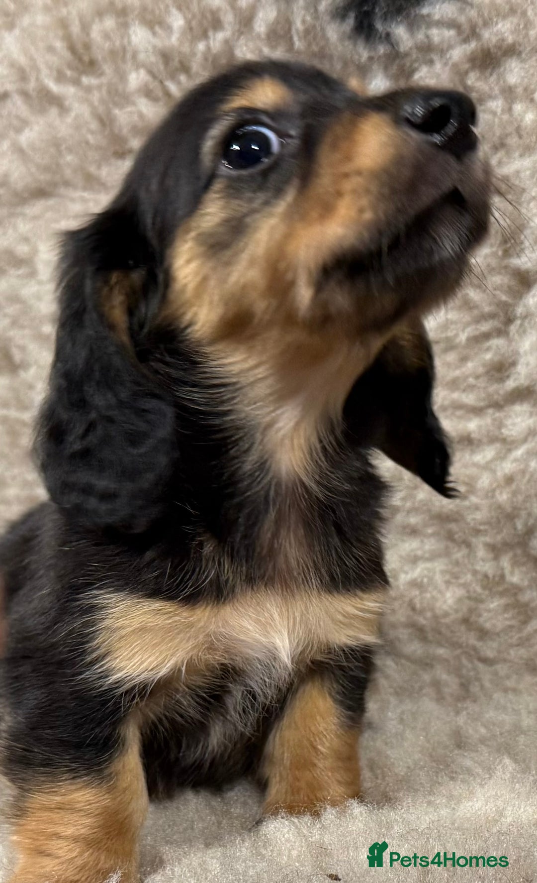Miniature Dachshund dogs for sale: Miniature dachshund - Image 12
