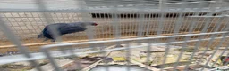 Ringnecks birds for sale: 2 pairs of Ring Neck - Advert 6