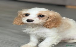 Cavapoo dogs for sale: F1 apricot and white health tested Cavapoo puppies - Image 11