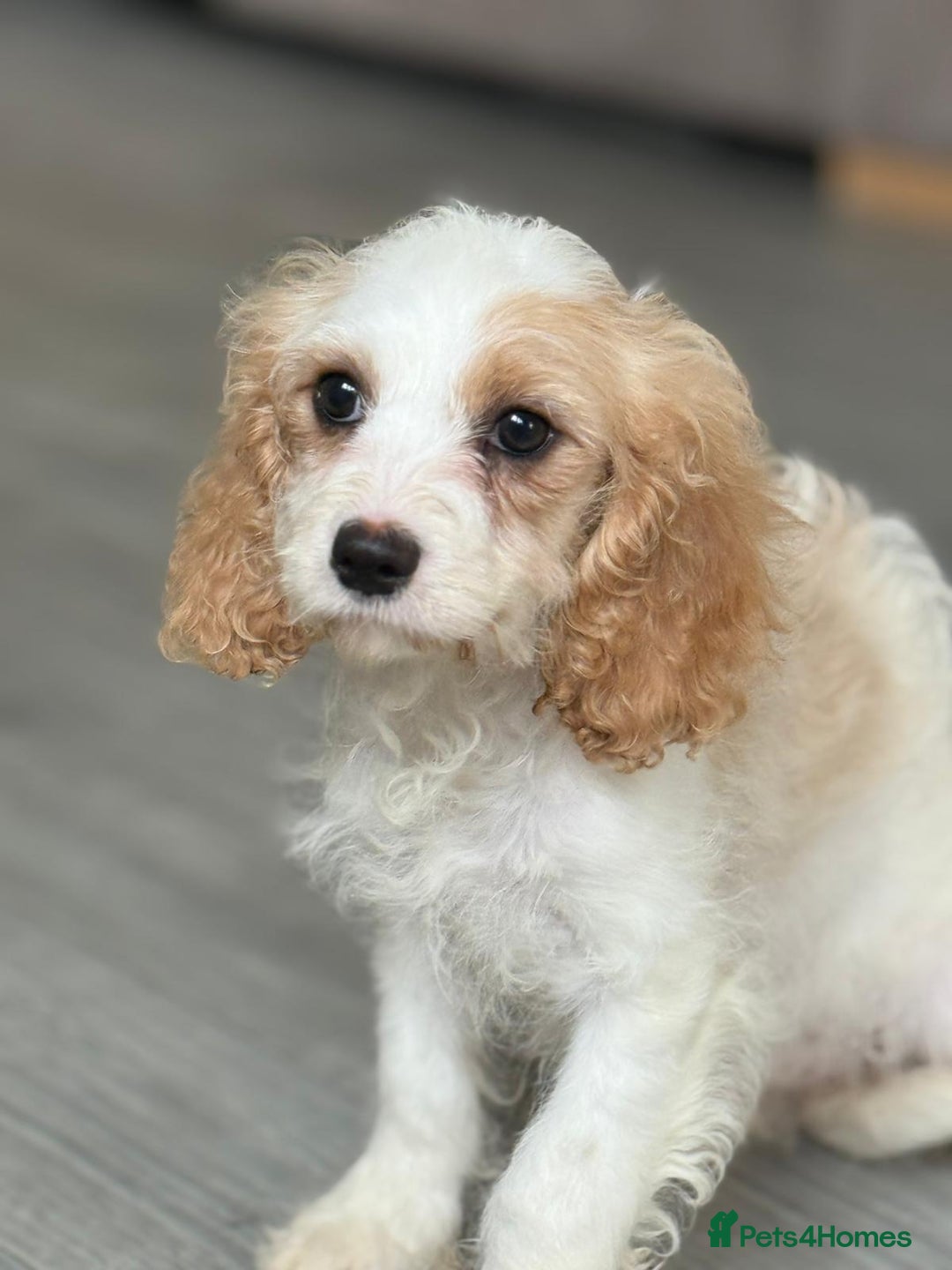 Cavapoo dogs for sale: F1 apricot and white health tested Cavapoo puppies - Image 11