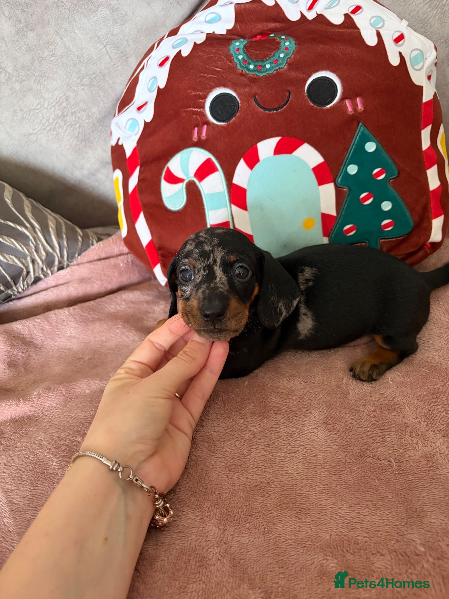 Miniature Dachshund dogs Beautiful minture dachshunds puppies  - Advert 2