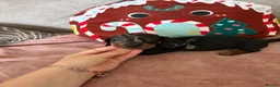 Miniature Dachshund dogs for sale: Beautiful minture dachshunds puppies  - Advert 1