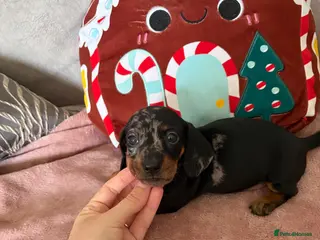 Miniature Dachshund dogs Beautiful minture dachshunds puppies - Advert 3