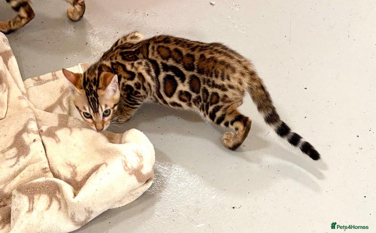 Bengal cats - Advert 10